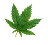Nuleaf