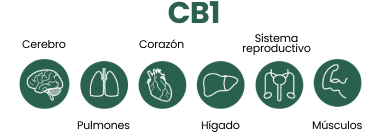 CB1