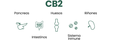 CB2