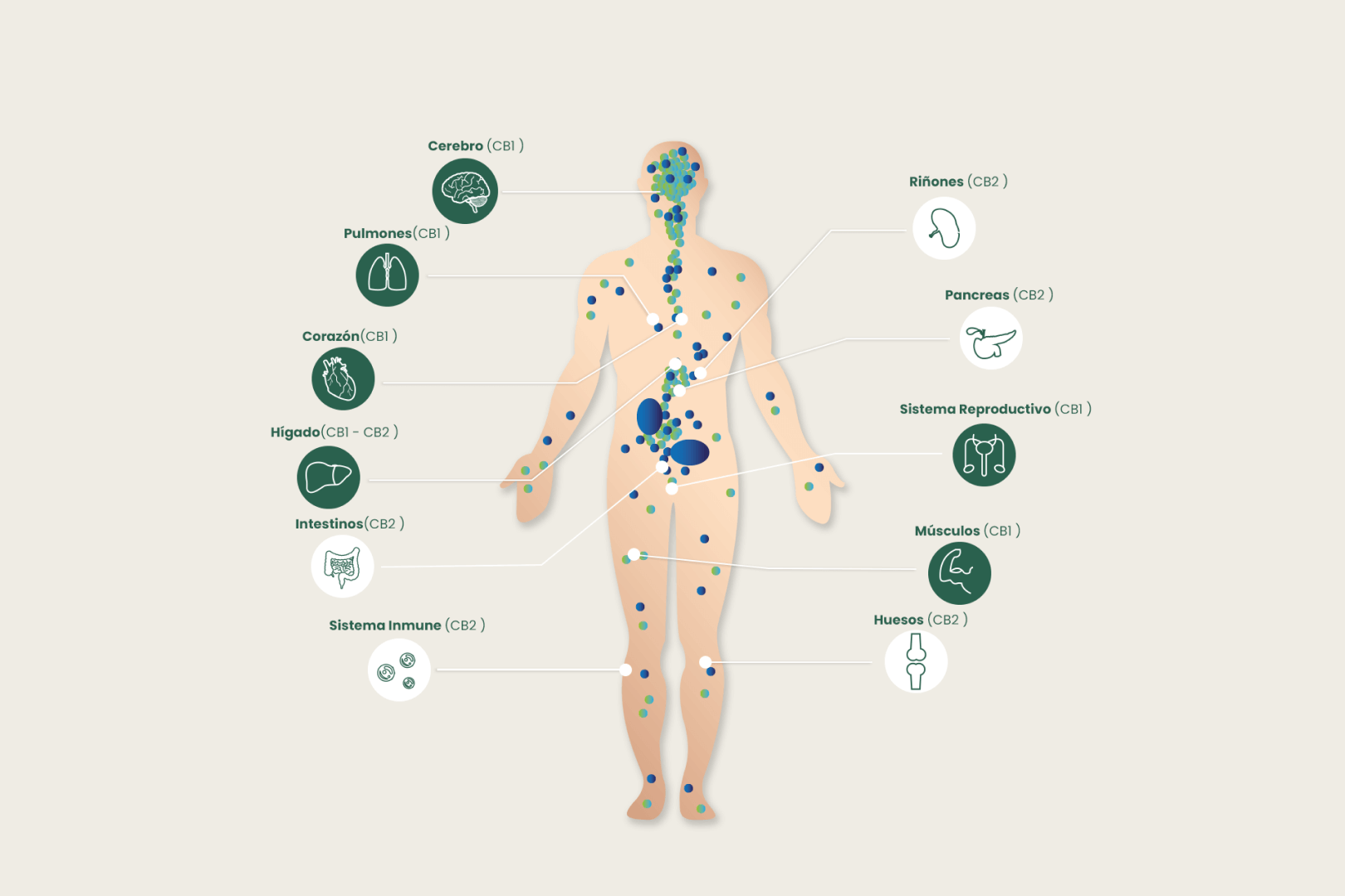 El sistema Endocannabinoide